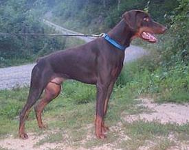 Connor Gino des Fripons d'Ebene | Brown Doberman Pinscher