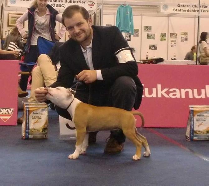 Immortal Soldiers Don Corleone | American Staffordshire Terrier 