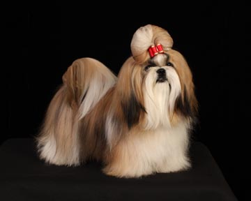 Heaven Sent's Longfield Ultra Eddition | Shih Tzu 