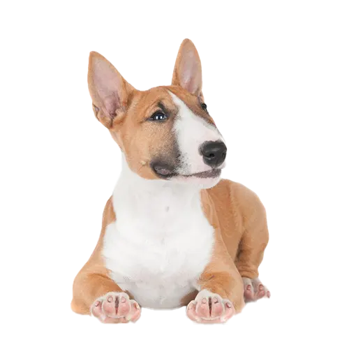 Bull Terrier