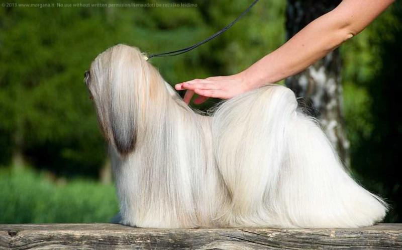 Chic Choix Sixth Sense | Lhasa Apso 