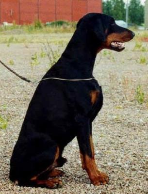 Toscanina's Pedro-Peperoni | Black Doberman Pinscher