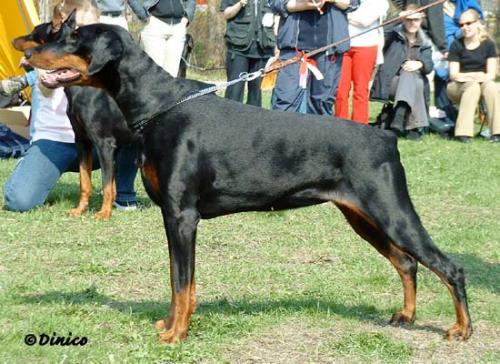 Toscanina's Paola-Panthera | Black Doberman Pinscher