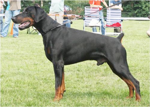 Russkaja Mechta Bandit Bonapart | Black Doberman Pinscher