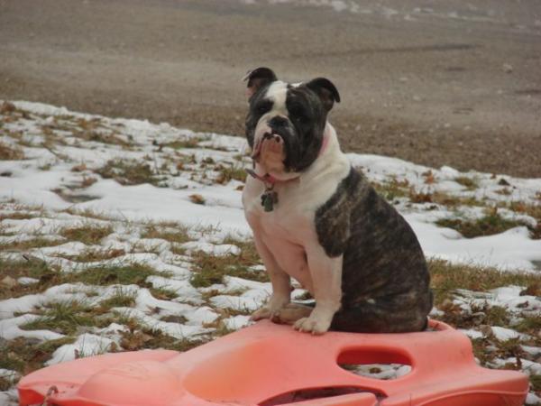 Joyful Acres' Rosebud | Olde English Bulldogge 