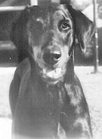 Mezzrow's Meggie | Black Doberman Pinscher