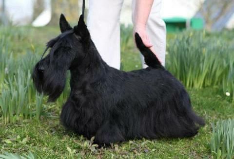 Brueik Felicitous | Scottish Terrier 