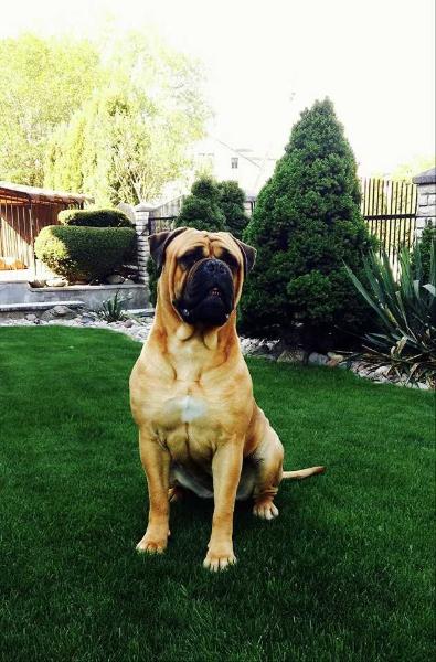 Bogemia Cream La Isla Bonita | Bullmastiff 