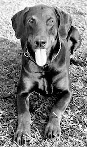 Mezzrow's Nathan | Black Doberman Pinscher