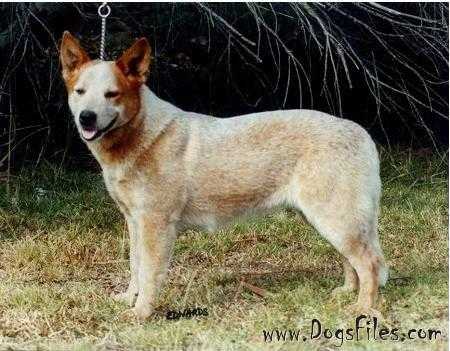 TURRELLA LADY IN RED | Australian Cattle Dog 