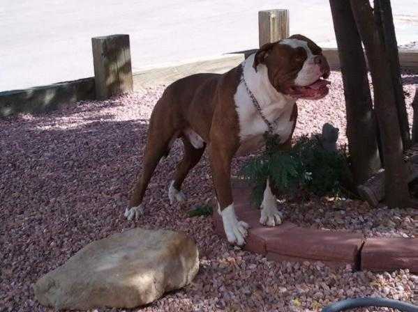 Fierro's Cocoman | Olde English Bulldogge 