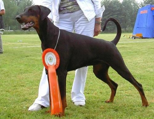 Insight Furstin-Fortunaflicka | Black Doberman Pinscher