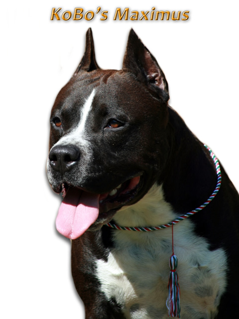 KO BO'S MAXIMUS | American Staffordshire Terrier 