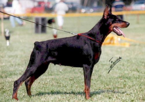 Diva di Latiano | Black Doberman Pinscher