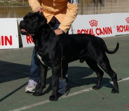 MisterFrench Del Rosso Malpelo | Cane Corso 