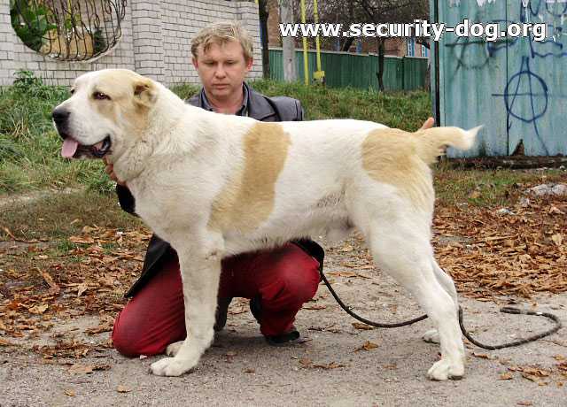 Sap Altyn Iz Ozera Chernogo | Central Asian Shepherd Dog 