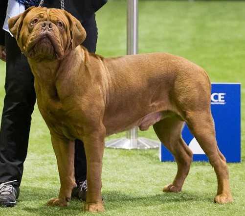 Bronzantiq Counting Stars (AI) | Dogue de Bordeaux 