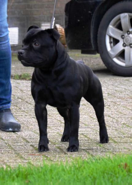 Frisian Staff's Enter Sandman | Staffordshire Bull Terrier 