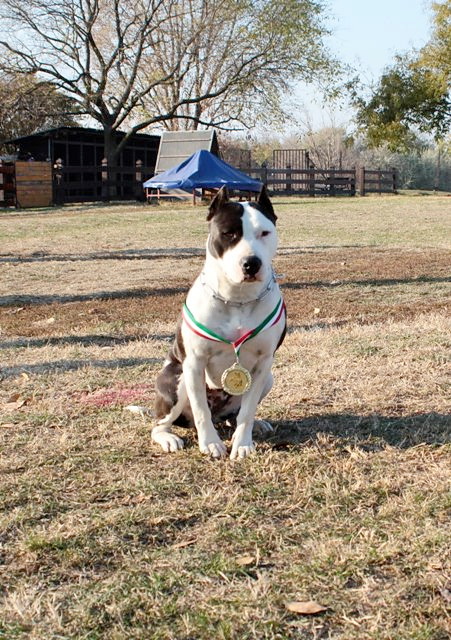 Tigerwood's Betty Boop | American Staffordshire Terrier 