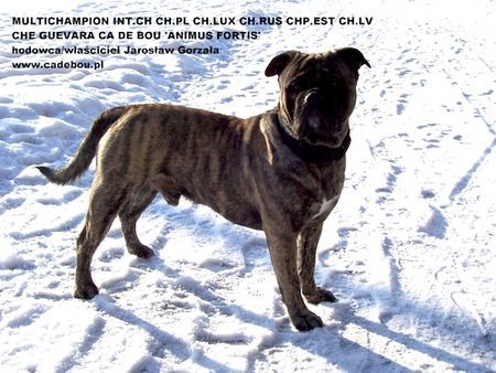 che guevara ca debou | Ca de Bou 