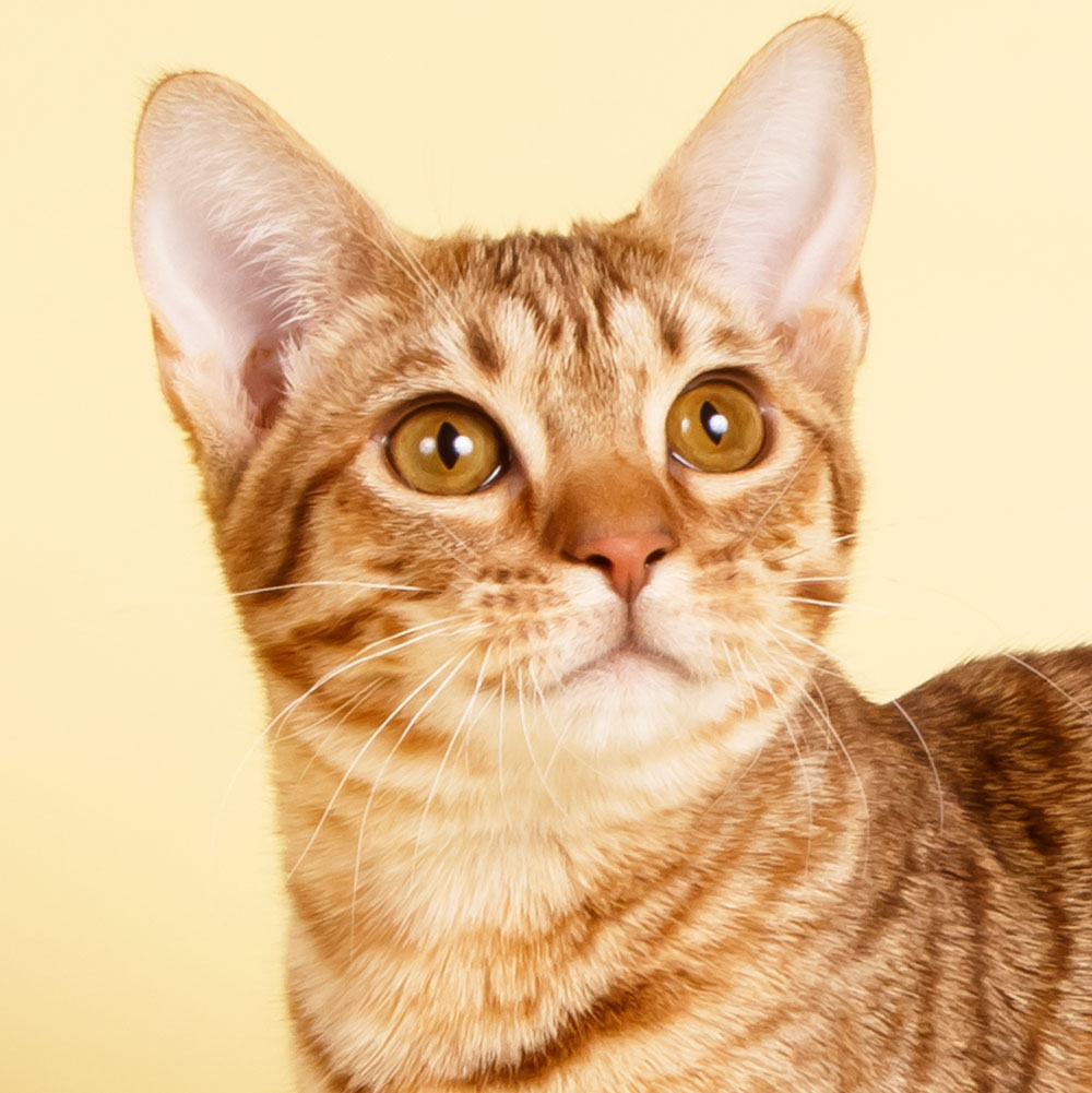 Ocicat
