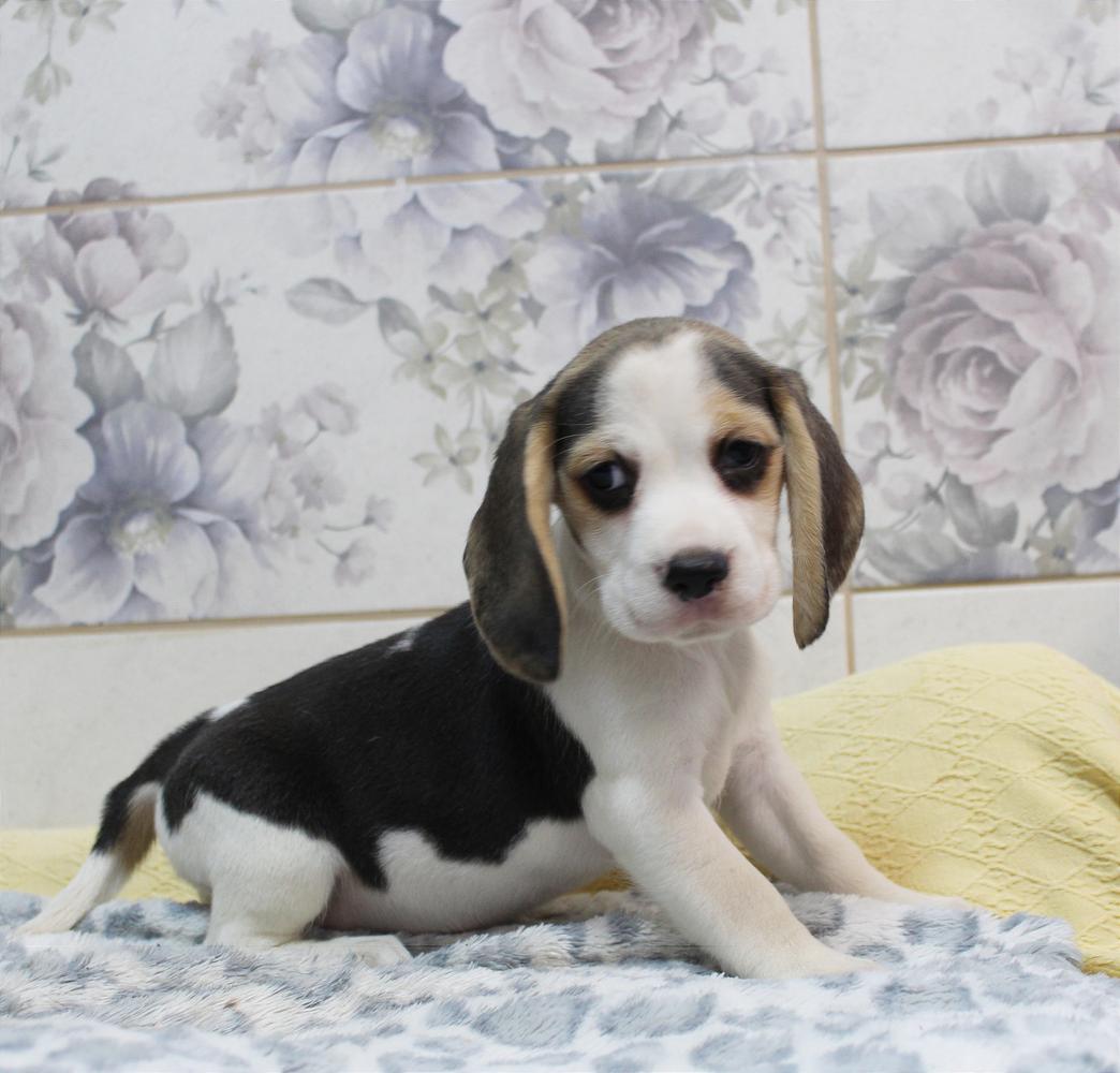 Rosinka Teren | Beagle 