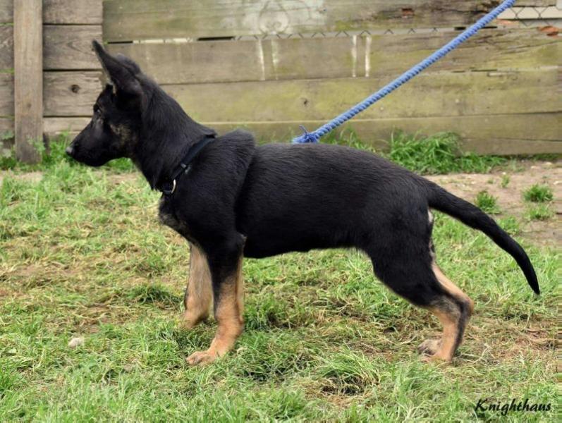 Mazikeen vom Knighthaus | German Shepherd Dog 
