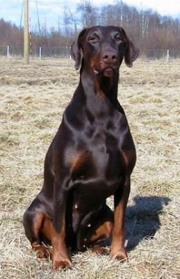 Kriegerhof Gravin Ghaliya | Brown Doberman Pinscher