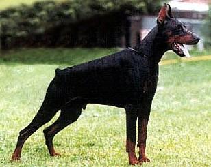 Tyson di Campovalano | Black Doberman Pinscher