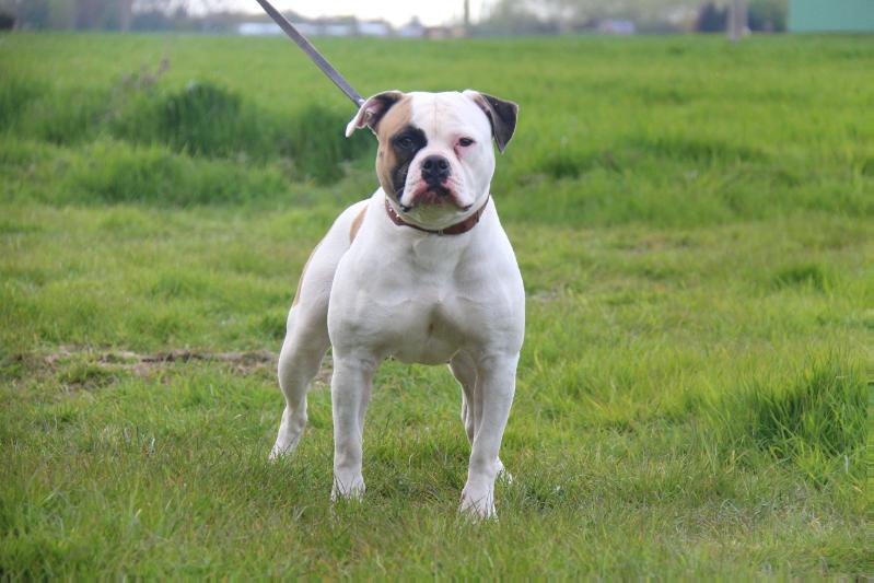 Happy Duc Boulam | American Bulldog 