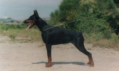 Chris (DS117195) | Black Doberman Pinscher