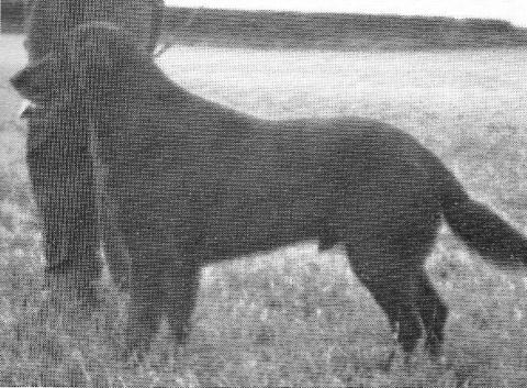 Forestholm Rufus | Flat-Coated Retriever 