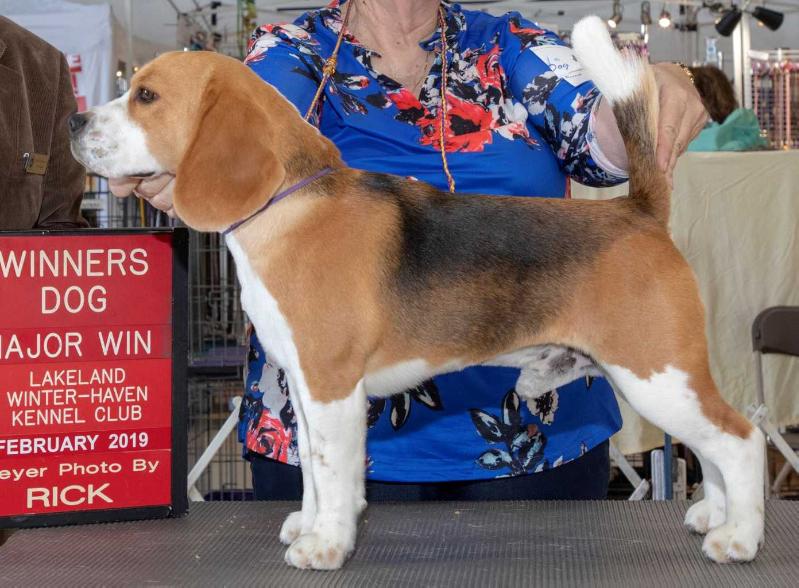 Corlan’s Tiger Roaring to Victory | Beagle 