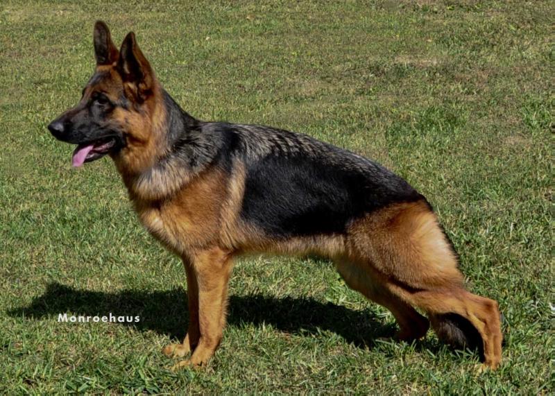 Anneliese aus der Birkenschäferei | German Shepherd Dog 