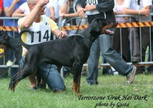 Terrorzone Uruk-Hai Dark | Black Doberman Pinscher