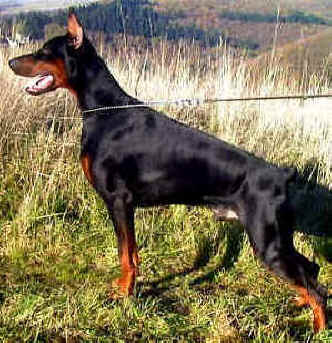 Black Dob Magic Dalton | Black Doberman Pinscher