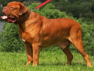 Fritz Van De Paterhoek | Dogue de Bordeaux 