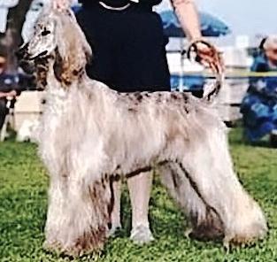 Sanallahs Pretty Woman | Afghan Hound 