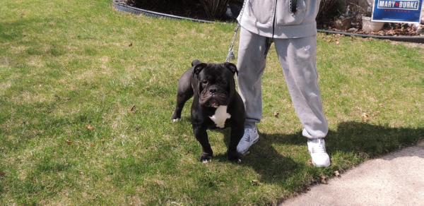 Miltowns Blacky | Olde English Bulldogge 