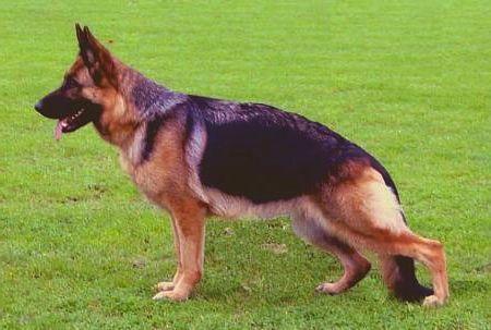 Whitney aus Agrigento | German Shepherd Dog 