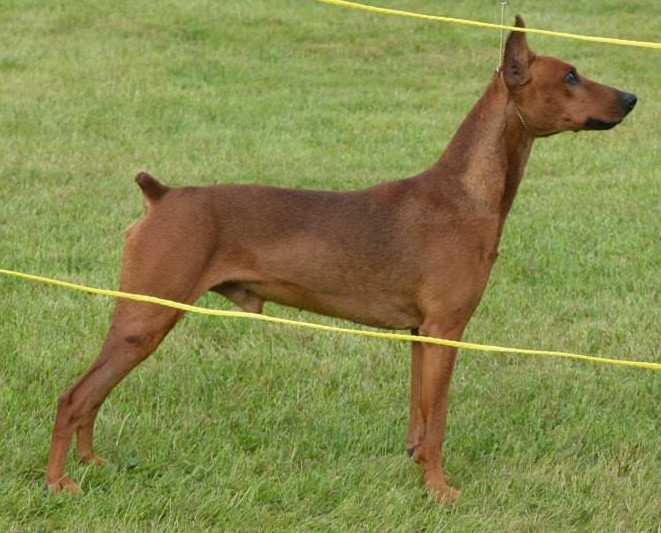 Acclaims Lucky Mojo DGH Rommel | German Pinscher 