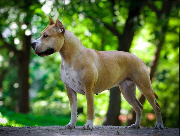 Nirvana Elninja Ringstarstaff | American Staffordshire Terrier 