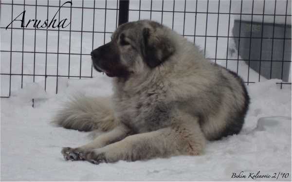 Arusha od Kolenovic | Yugoslavian Shepherd Dog-Sarplaninac 