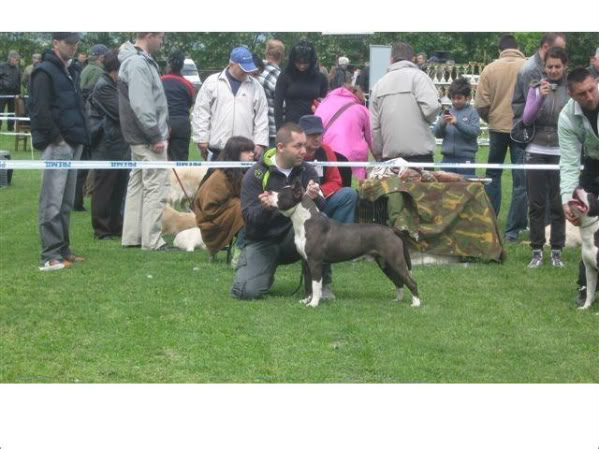 Black Bomber Top Power | American Staffordshire Terrier 