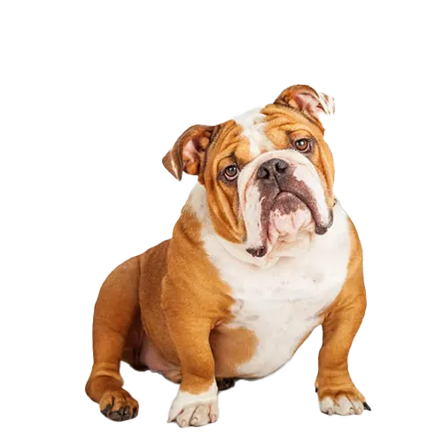 Bulldog