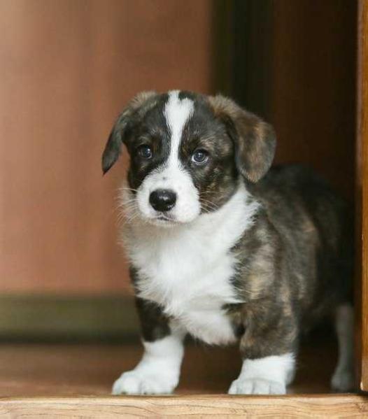 Jasochka ot Seryh Psov | Cardigan Welsh Corgi 