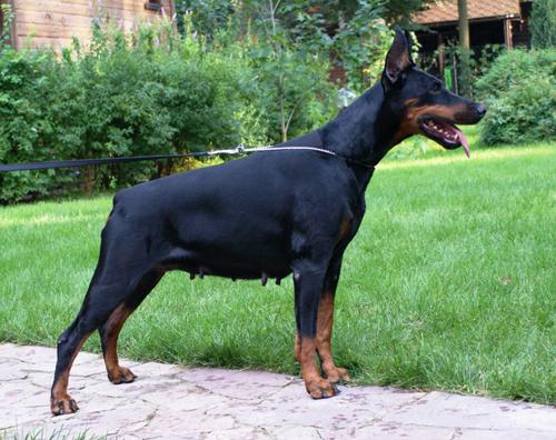 Yalla iz Slavnoi Stai | Black Doberman Pinscher