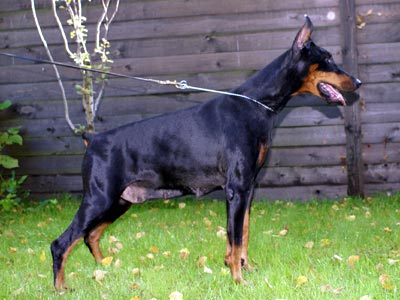 U'Wembly Iz Slavnoi Stai | Black Doberman Pinscher