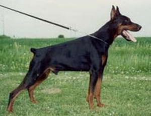 Rambo Royal Bell | Black Doberman Pinscher