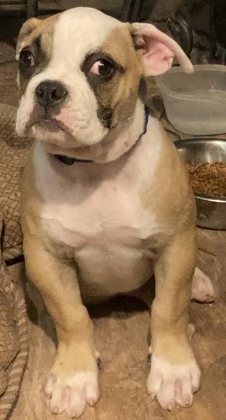 Benny Blanco | American Bulldog 